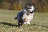 BERGER AUSTRALIEN PUPPIES 245